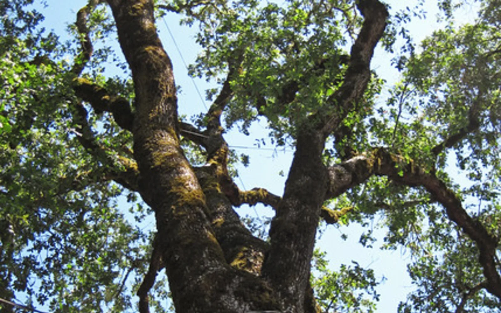 California valley oak tree with wide-spreading branches in natural setting